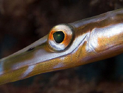 Juvenile pipefish eye. East of Dili, East Timor. by Doug Anderson 